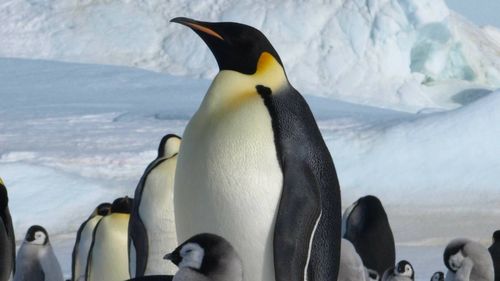 Mii de pui de pinguin imperial au murit în Antarctica în urma ruperii gheţii / Gheaţa de sub ei s-a topit şi s-a rupt înainte ca aceştia să aibă dezvoltate penele impermeabile necesare pentru a înota în ocean