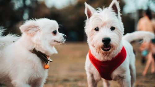 De ce blana câinilor este diferită: explicațiile experților și sfaturi de îngrijire. Cum îți influențează viața ca stăpân de animale