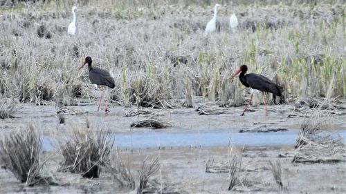 Apariții spectaculoase în Botoșani: berzele negre cuibăresc în două iazuri din județ