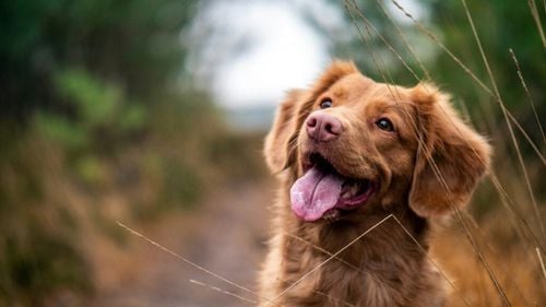 Câinii percep lumea prin miros, iar oamenii de știință au reușit să „vadă” în premieră răspunsurile olfactive ale creierului canin