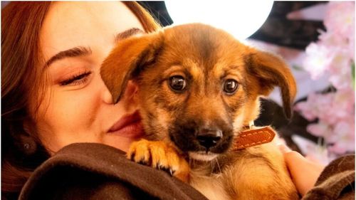 EXCLUSIV: Peste jumătate din câinii adoptați din România ajung în străinătate: Franța, Germania și Anglia, printre principalii adoptatori (VIDEO)