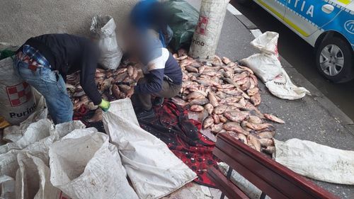 Braconieri prinși cu jumătate de tonă de pește din râul Olt, în plină prohibiție/ Polițiștii au confiscat peștele, mașina cu care era transportat și 1.500 de metri de plase monofilament