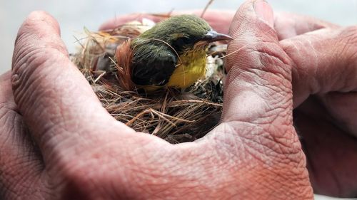 Cuiburi artificiale pentru păsări, montate în Parcul Natural Lunca Mureşului / Ele vor atrage anumite specii în aria protejată / Proiectul de 18,5 milioane de lei prevede și construcția unui muzeu