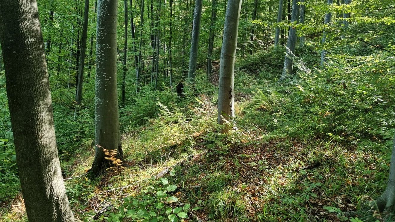 Primarul Capitalei și președintele CJ Ilfov susţin proiectul „Centurii verzi” / Ilfovul mai are 24.000 de hectare de pădure