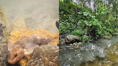 Salvarea aspretelui din râul Vâlsan, specie de pește amenințată cu dispariția, legată de dezvoltarea nordului Argeșului. Alex Găvan: Nu este doar salvarea unui pește, ci viitorul unei regiuni