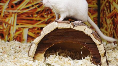 Top șase animale de companie mici pentru copii. Sfaturi cheie pentru părinții care nu vor să riște cu pisicile și câinii mari