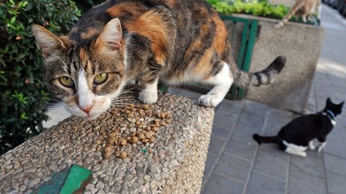 Cum să câștigi încrederea pisicilor de pe stradă: Trucuri simple pentru a te împrieteni cu ele