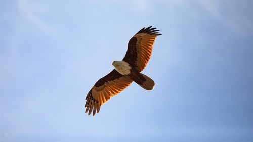 Elveția votează „nu” la referendumul privind biodiversitatea, o lovitură pentru ecologiști: „Costă prea mult”