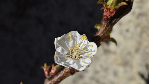 Fumegația, sobițele sau văruirea, soluțiile recomandate pentru protejarea de îngheț a pomilor care au înflorit deja