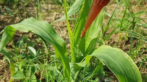 Un hidrogel agricol ecologic înlocuiește pesticidele toxice cu viermi / Loturile tratate cu gel au produs o tonă suplimentară de porumb pe hectar