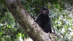 O nouă specie de maimuță cu, buze portocalii și fața neagră, descoperită în pădurile din Congo