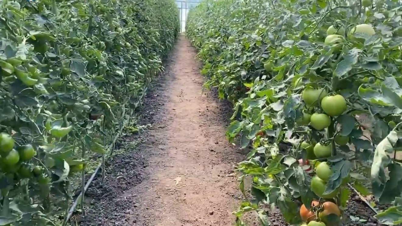 Fermierul clujean care cultivă roșii cu muzică clasică: Undele sonore influențează starea plantelor