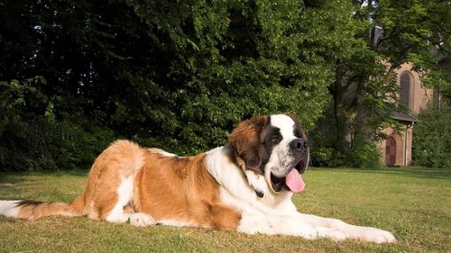 Câinii Saint Bernard, unul dintre simbolurile naționale ale Elveției și renumiți pentru salvările din Alpi, își asumă un nou rol social