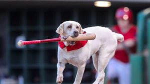Labradorul care s-a retras din baseball