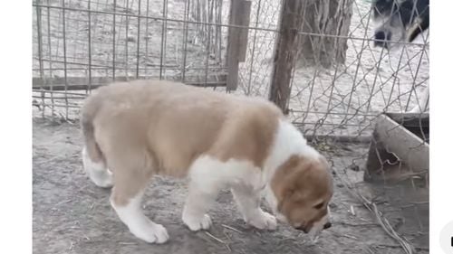 Un crescător de câini din Bihor, condamnat pentru că ar fi tăiat urechile la 6 pui ca să-i înfrumuseţeze