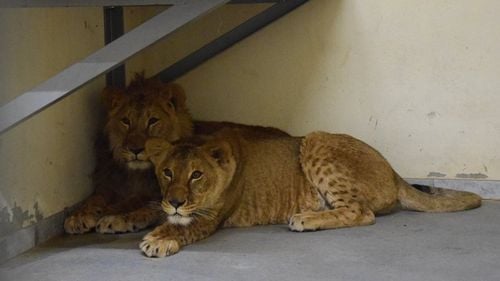 Leii de la Grădina Zoologică din Târgu Mureș, salvați din Ucraina, au plecat spre America / Vor sta într-o rezervația din Colorado