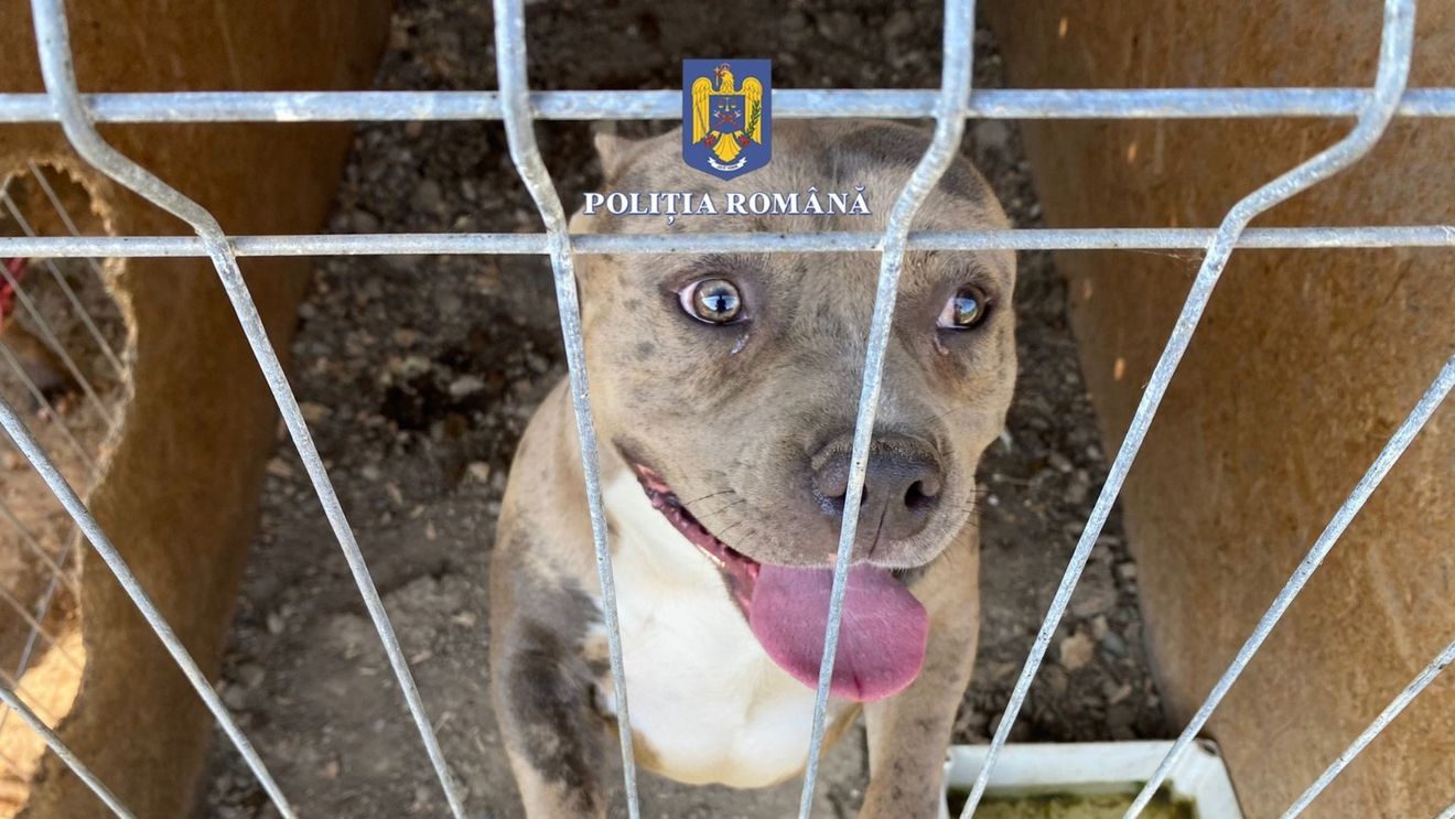 Un bărbat din Baia Mare, cercetat de poliție pentru infracțiuni împotriva animalelor/ Înmulțea acasă câini pitbull și le cupa urechile, pentru a-i vinde