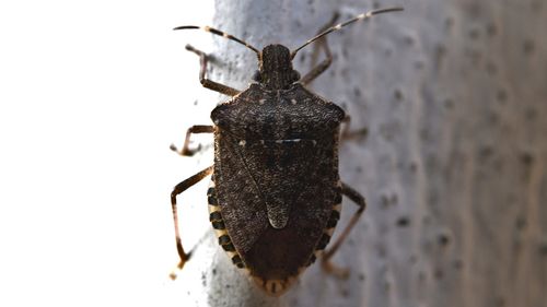 Invazie de ploșnițe ”inofensive” la Iaşi / ”Nu sunt un pericol. Sunt foarte multe specii, toamna este lungă, ele trebuiau să fie la iernat, doar că mai stau pe aici”