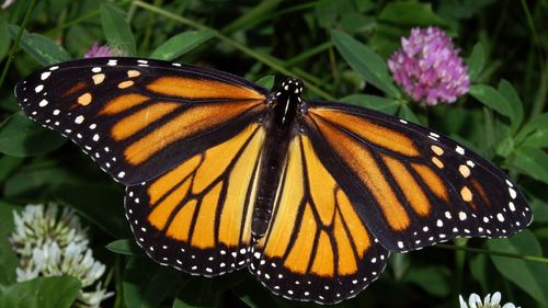 Populaţia de fluturi-monarh din Mexic a scăzut la un nivel aproape de minimul istoric