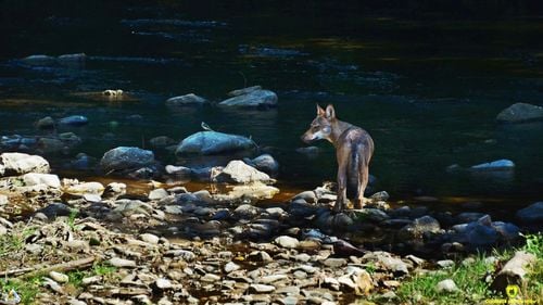Autorităţile din Berzasca, Caraș Severin, solicită sprijin pentru îndepărtarea a doi lupi care au coborât în comună