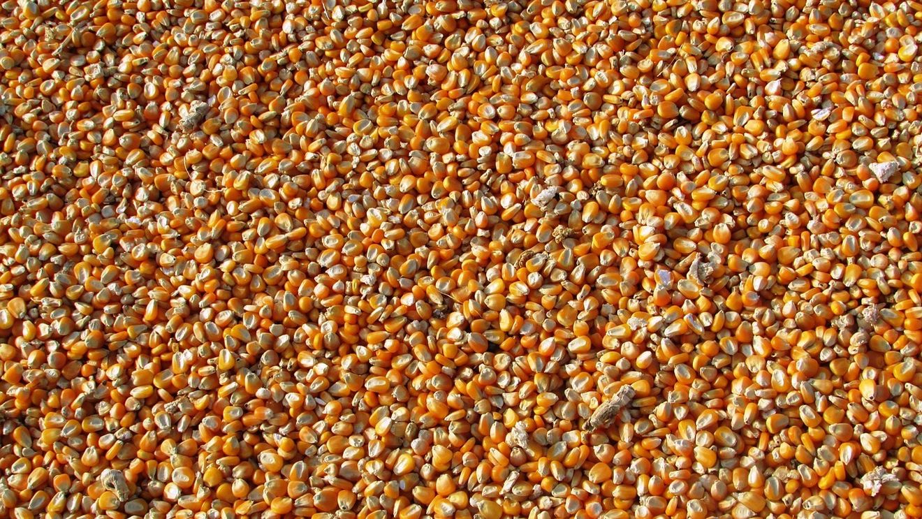 Reuters: Livrările mondiale de alimente vor fi afectate în 2024 de secetă şi restricţii la export