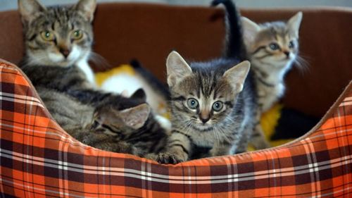 Care este nutriția corectă pentru pisicile gestante și cele care alăptează: Sfaturile medicului veterinar Beatrice Ilea