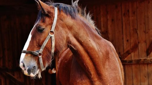 Un bărbat din Botoșani, urmărit penal pentru că și-a bătut calul în mod repetat. Animalul era subnutrit și plin de răni