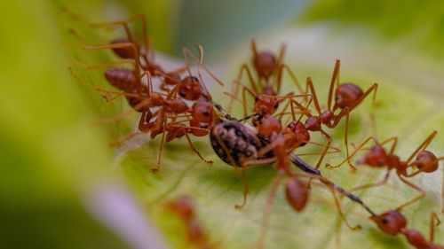 O furnică invazivă reprezintă o ameninţare majoră pentru sănătatea umană şi economia unui stat australian