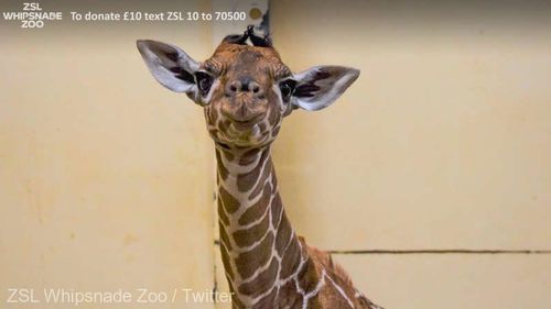 Un pui de girafă a primit numele de Margaret, în onoarea primei persoane vaccinate împotriva COVID-19, din Marea Britanie