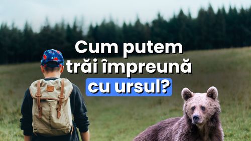 Tibor Hartel, conferențiar la UBB, explică de ce simpla reducere a numărului de urși nu este soluția