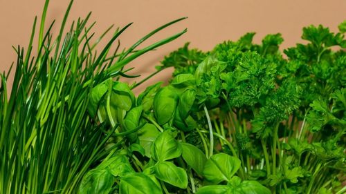 STUDIU Consumul alimentelor pe bază de plante la cină poate reduce cu 10% riscul de boli de inimă