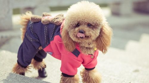 Rase de câini care necesită mai multă îngrijire în lunile reci. Află de la medicul veterinar când haina devine o necesitate și nu un moft