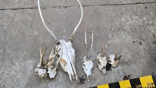 Destructurare rețea de braconaj în Bihor. Anchetatorii au ridicat 103 trofee, din mai multe specii de animale, inclusiv de urs, 48 de arme și mii de elemente de muniție