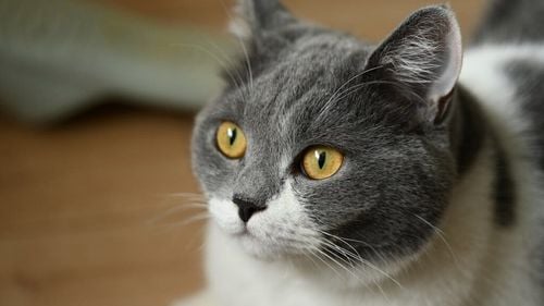 Pisicile cu demență ajută cercetătorii să înțeleagă boala Alzheimer la oameni și deschid calea unor noi terapii