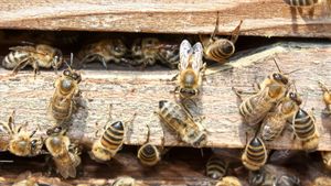Pesticide care ucid albinele, descoperite în 85% din râurile din Anglia, arată o analiză a guvernului Regatului Unit