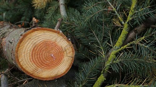 O familie din Râşnov se va încălzi cu bradul care a fost împodobit în centrul orașului / Primăria a donat lemnul unei mame care îşi îngrijeşte singură fiul cu handicap