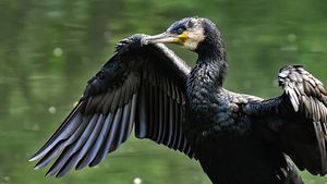O petiţie online le cere autorităţilor din Tulcea să controleze populaţia de cormorani / Aceste păsări consumă cantități mari de pește, legea permite vânarea lor dar până acum nu s-a stabilit o cotă 
