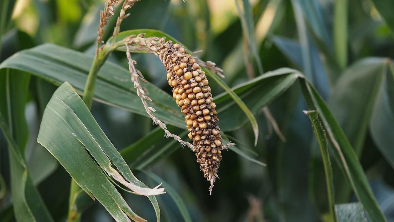 Suprafaţa agricolă afectată de secetă a ajuns la 413.145 hectare