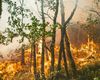 Pompierii continuă lupta împotriva incendiului din pădurea istorică Fontainebleau, de lângă Paris / Două persoane au fost arestate