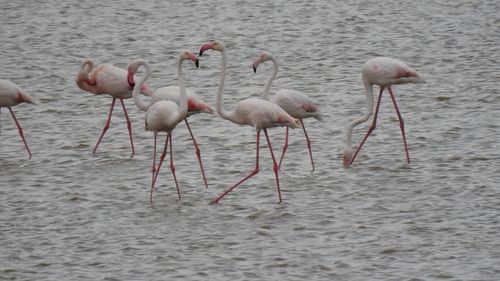 Păsările Flamingo din Deltă, gonite de oameni. Ornitolog: Au fost hăituite continuu de turişti, fotografi, toată lumea le-a urmărit cu drone, cu bărci, cu tot ce e posibil pentru a face o poză bună