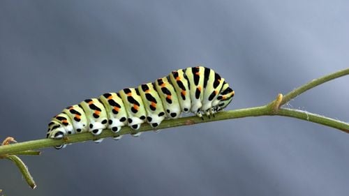 Oamenii de știință au reușit să readucă la viață viermi înghețați timp de 46.000 de ani/ Cum au fost ”resuscitate” mini-creaturile care au coexistat cu mamuții lânoși