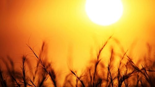 Cea mai caldă zi de Sfântul Silvestru din istoria Regatului Unit a fost înregistrată vineri, în comitatul Lincolnshire