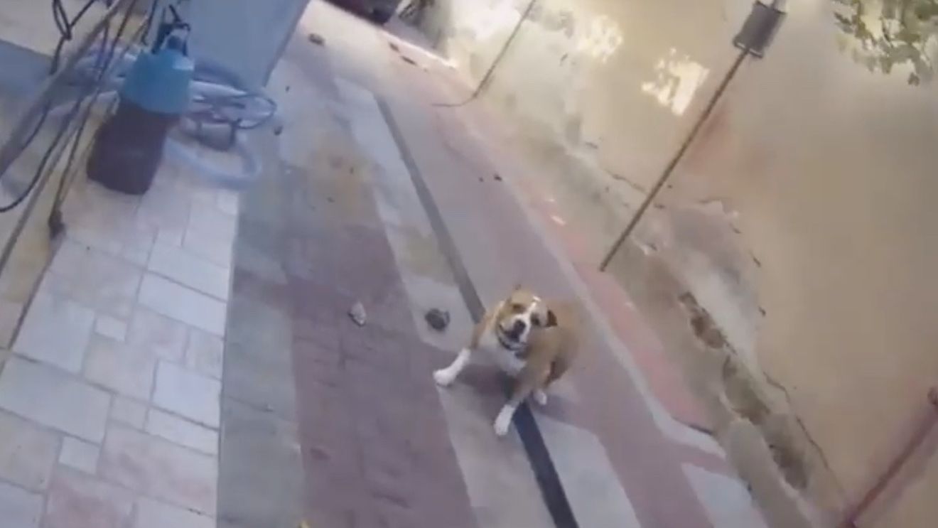 VIDEO Familie atacată de propriii câini / Doi bătrâni au fost mușcați în repetate rânduri și s-au refugiat cu nepoțica lor într-o cameră