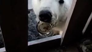 VIDEO Urs polar, salvat după ce și-a prins limba într-o cutie de conserve