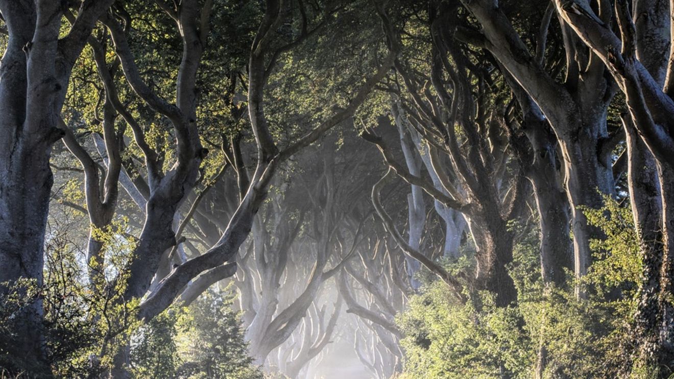 Copacii din Irlanda de Nord deveniţi celebri datorită serialului ''Game of Thrones'' ar putea dispărea în 10-15 ani