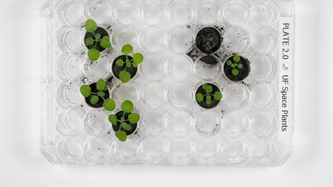 Oamenii de ştiinţă au cultivat pentru prima dată plante în sol lunar, colectat în timpul programului Apollo