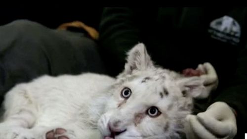 Medicii veterinari din Grecia se luptă să salveze viaţa unui pui de tigru alb. Felina a fost aruncată la pubela din parcarea grădinii zoologice din Atena