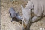 Naștere rară a unui pui de rinocer alb în Spania, o adevărată speranță pentru această specie amenințată