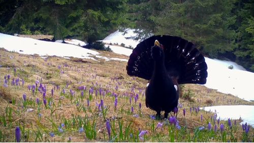 Pauza de respirație: Un video cu un cocoș de munte face furori pe Facebook după ce a fost publicat de Parcul Național Piatra Craiului