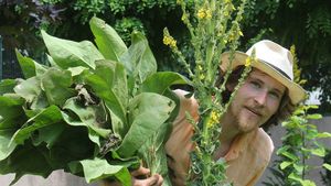 Mazărea de toamnă permite fertilizarea solului fără chimicale / Ionuț Bădică (fermier): „Cel mai important este că fixează azotul și, prin tocare, avem materie organică în sol”